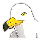 Möwe