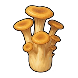 Fungo pleurotus