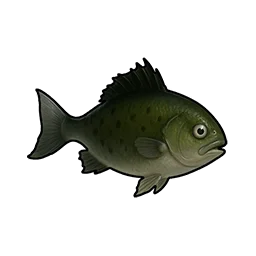 Flat Crucian Carp