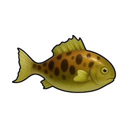Spotted Crucian Carp