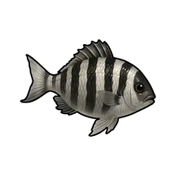 Striped Crucian Carp