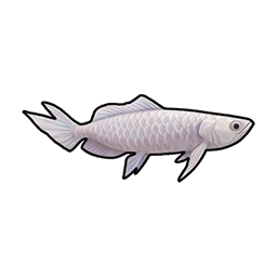 Silver Arowana