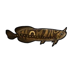 Horned Arowana