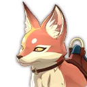 懐いたアカギツネ
